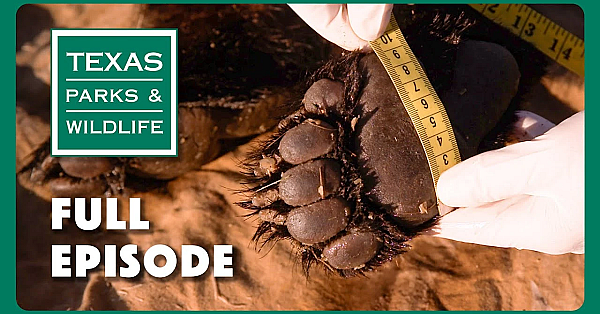 Pbs Show - Bears Bounce Back, Longhorn Cavern &amp; Southmost Sabals