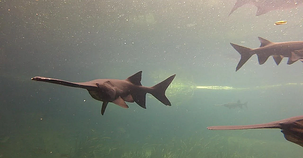 Pbs Preview - First Quail Hunt, Hueco History, Preserving Paddlefish