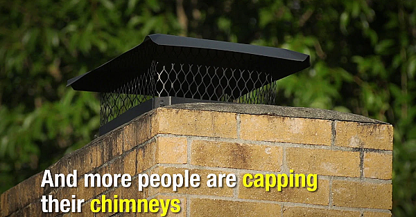Chimney Swifts