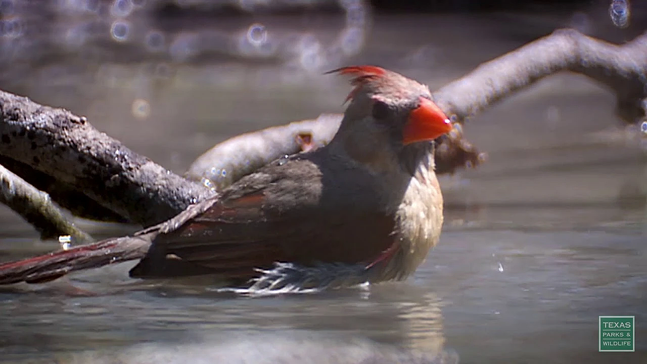 Postcard From Texas - Rush Hour At The Waterhole
