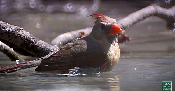 Postcard From Texas - Rush Hour At The Waterhole