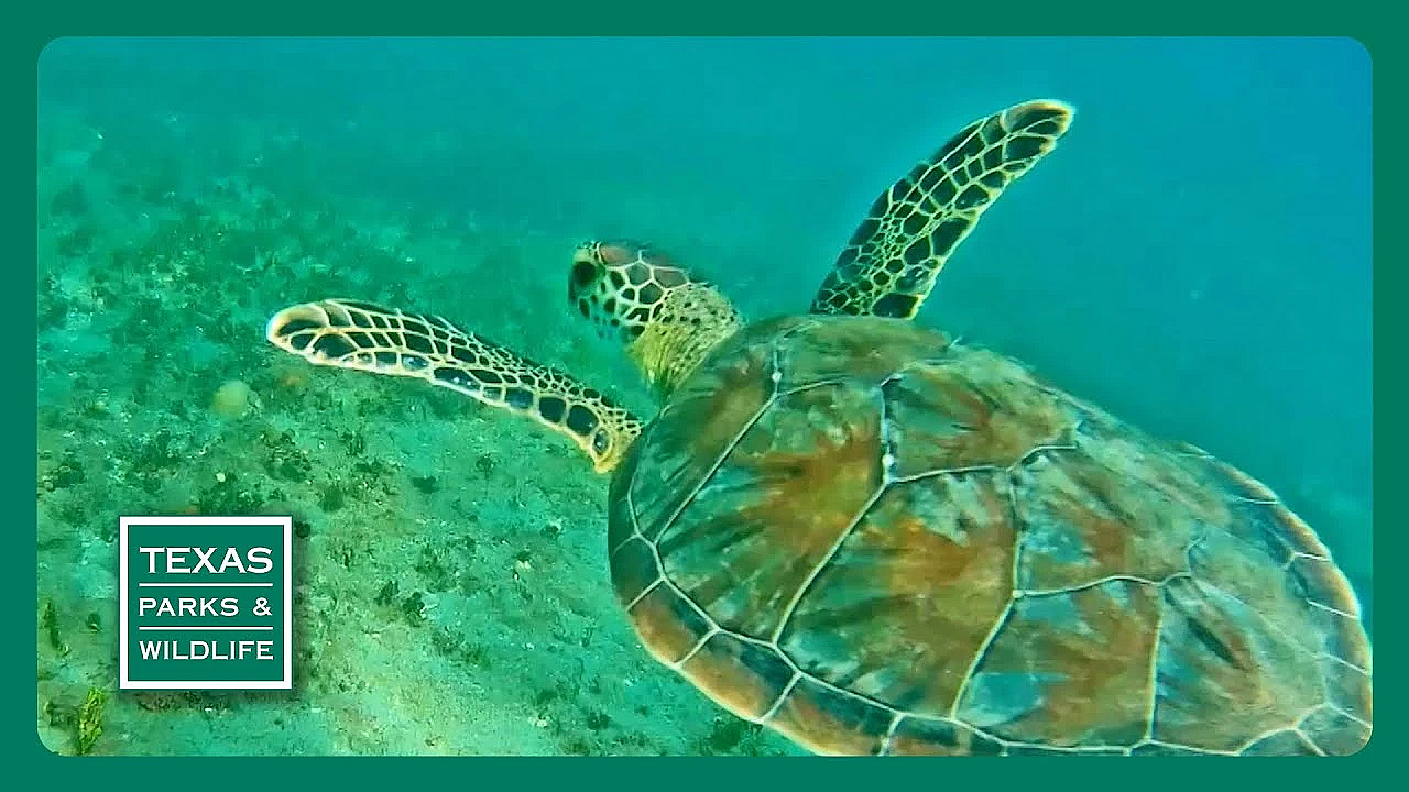 Pbs Trailer - Episode 24, Season 40