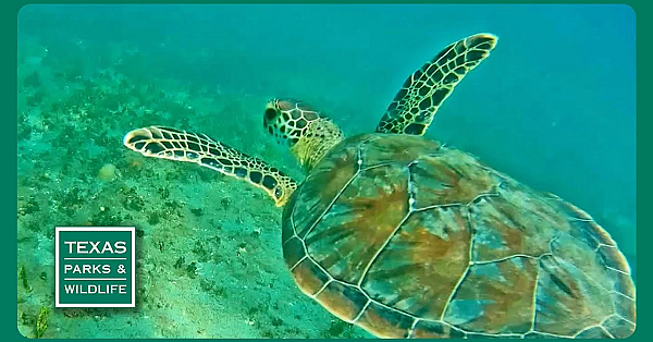 Pbs Trailer - Episode 24, Season 40