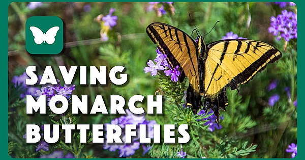 Betting On Butterflies