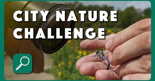 City Nature Challenge