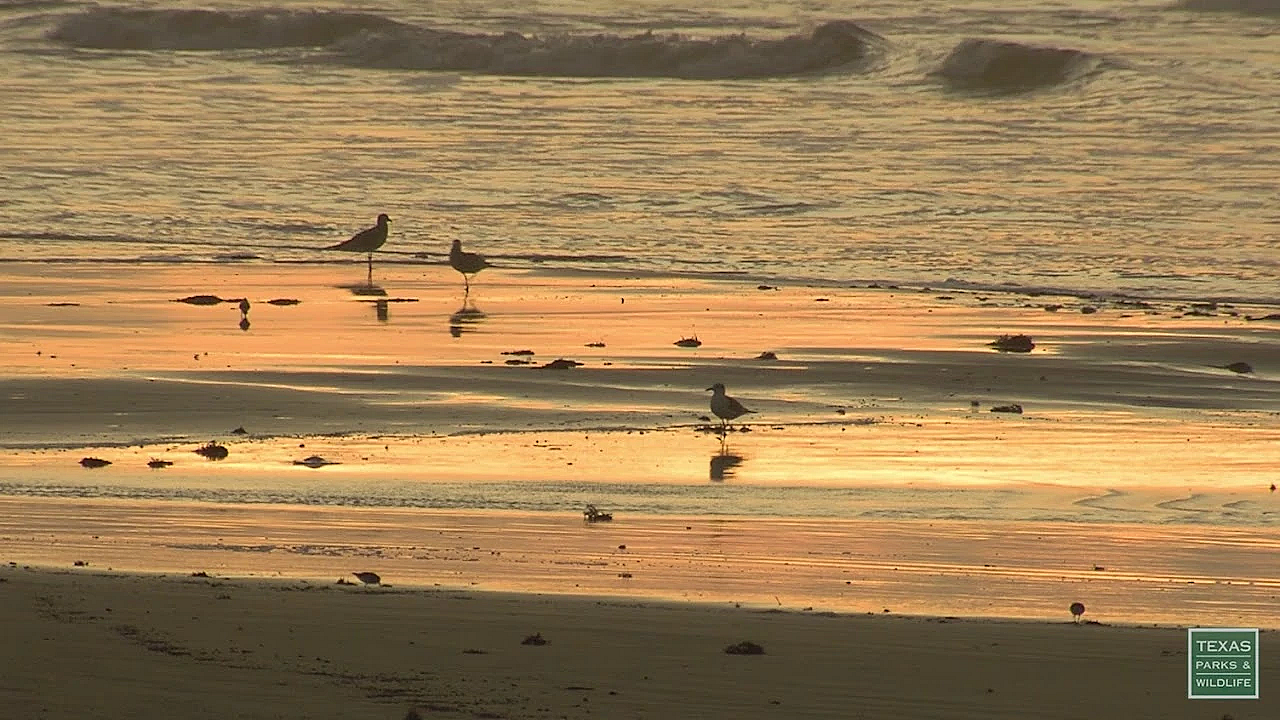Postcard From Texas: Seawall Sunrise