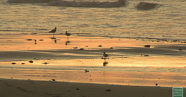 Postcard From Texas: Seawall Sunrise