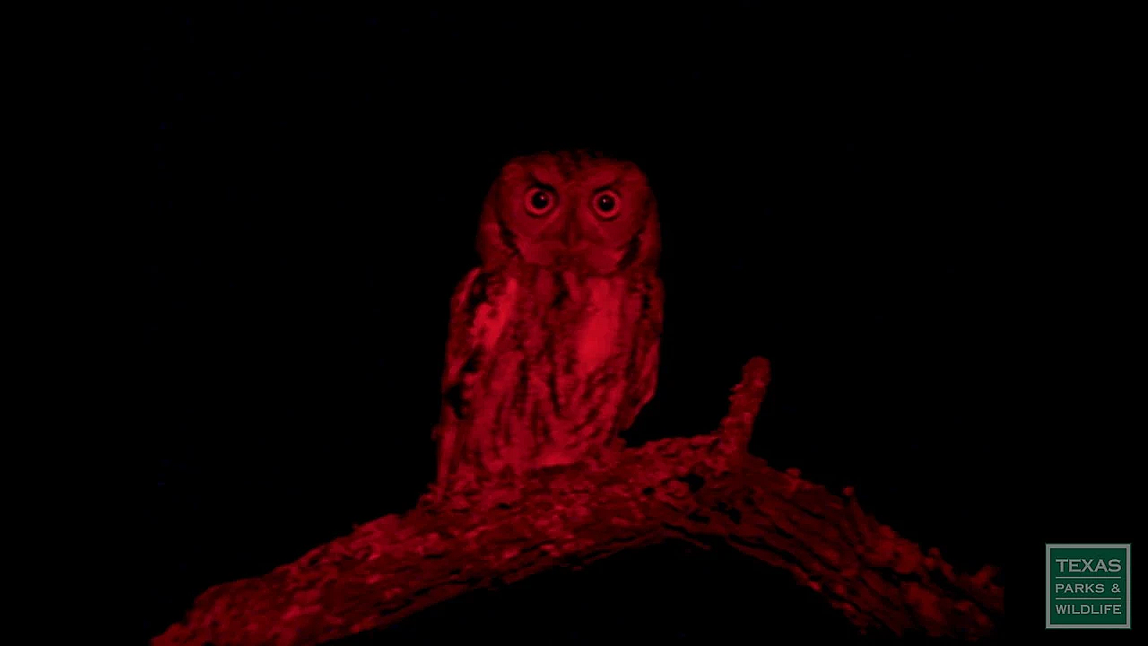 Best Of Bruce - Texas Parks &amp; Wildlife [official]