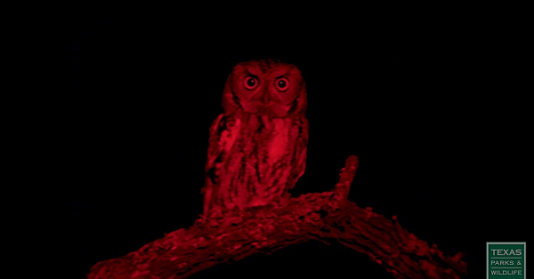 Best Of Bruce - Texas Parks &amp; Wildlife [official]