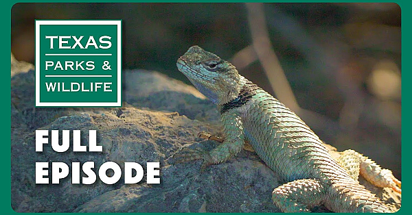 Pbs Show - Devils River Opening &amp; More