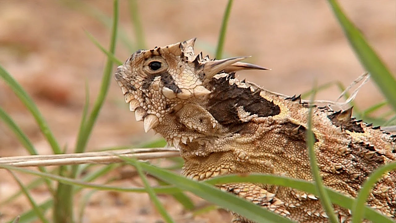 Texas Horned Lizard: The Legend Of Old Rip - Texas Parks &amp; Wildlife [official]