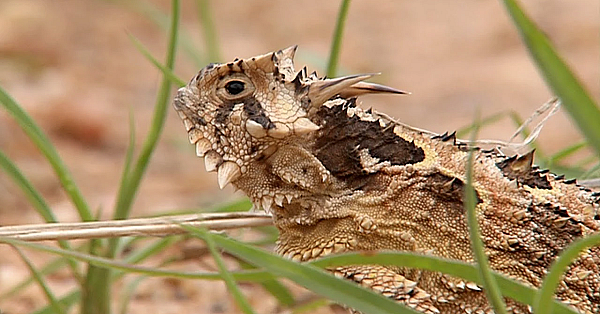 Texas Horned Lizard: The Legend Of Old Rip - Texas Parks &amp; Wildlife [official]