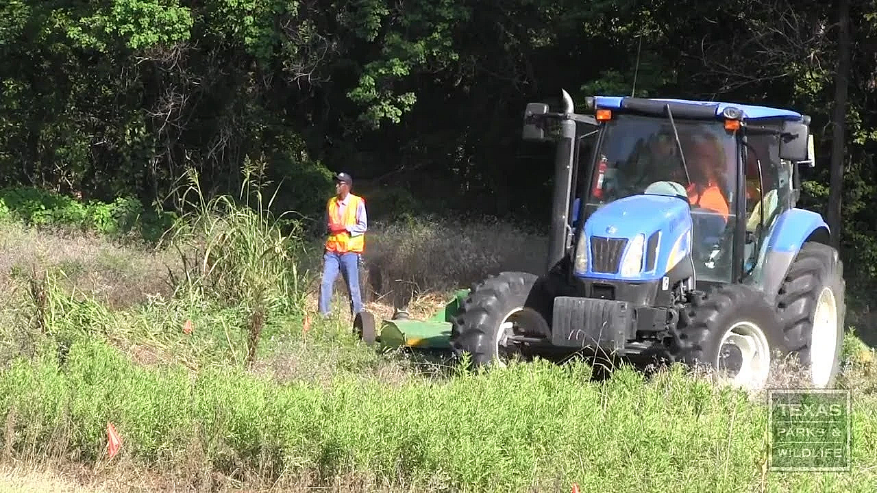 Johnson Grass Management - Tips From A Wildlife Biologist