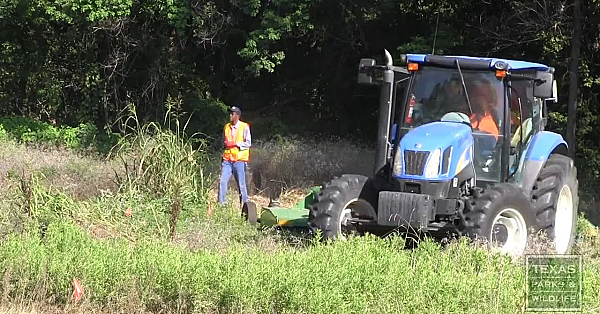 Johnson Grass Management - Tips From A Wildlife Biologist