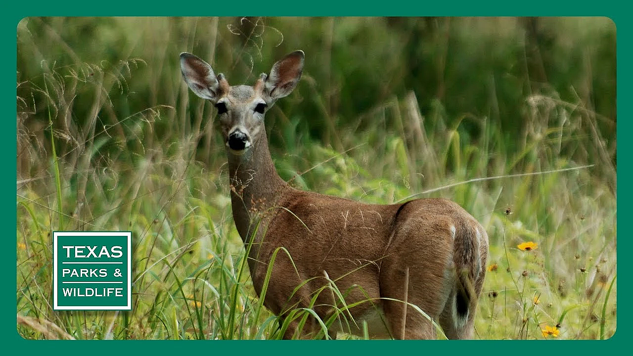 Pbs Preview- Parrot Patrol, Goose Island Pier &amp; Mule Deer Science