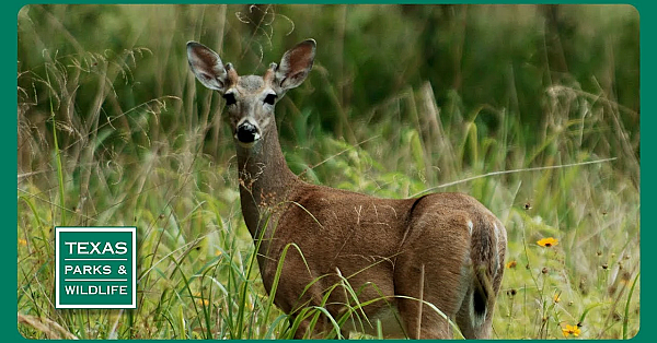 Pbs Preview- Parrot Patrol, Goose Island Pier &amp; Mule Deer Science