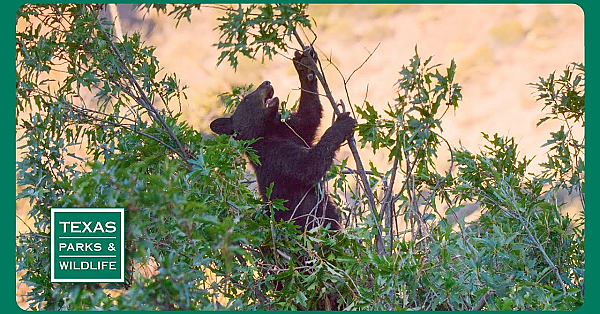 Pbs Trailer - Texas Bigfoot, Black Bears &amp; Seminole Canyon