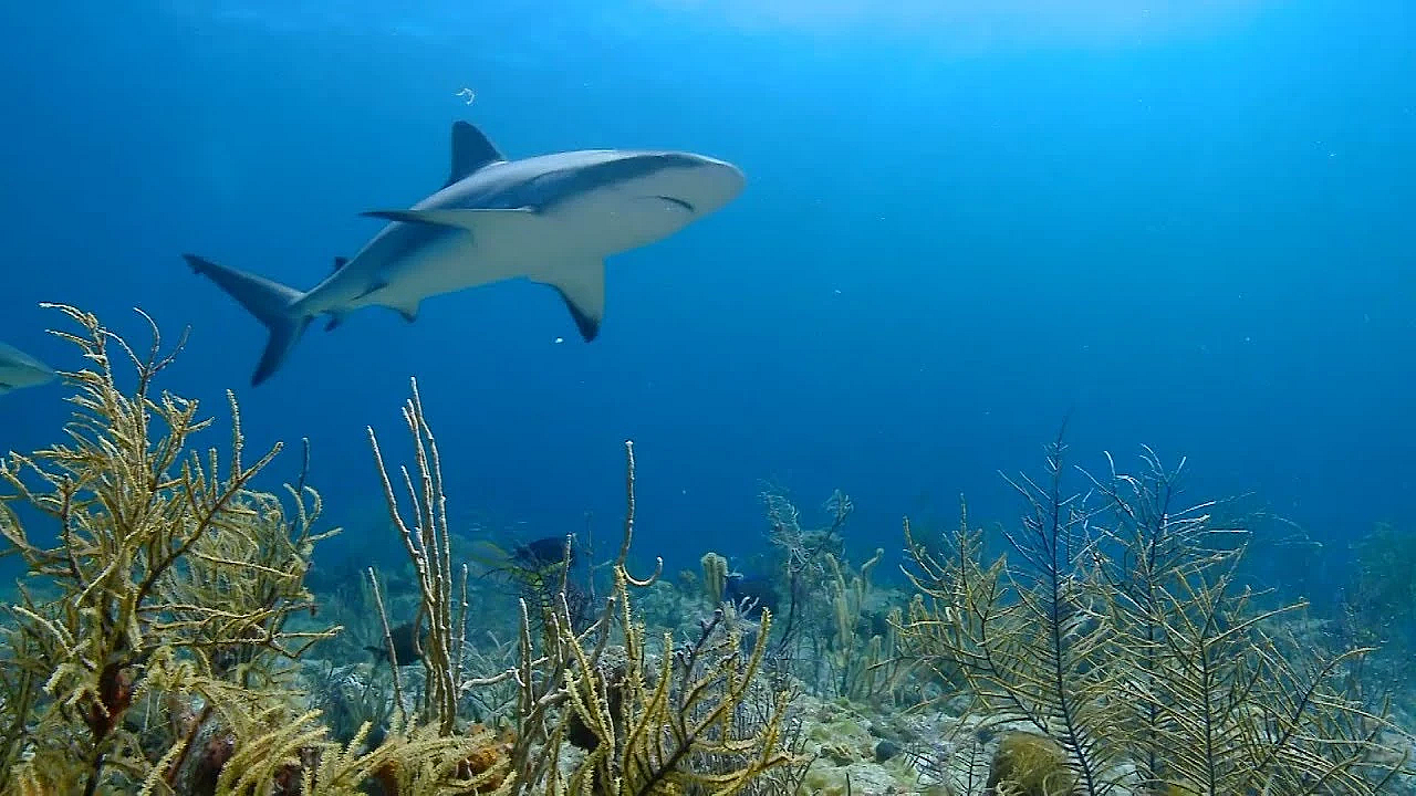 Pbs Show Saving Sharks, Trail Family Ranch, Campus Camper, #2714