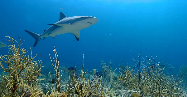 Pbs Show Saving Sharks, Trail Family Ranch, Campus Camper, #2714