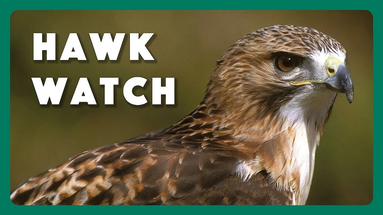 Hawk Watcher