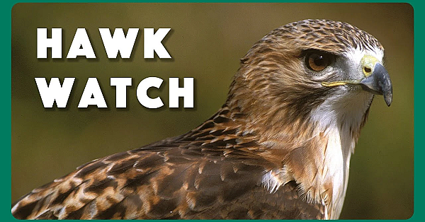 Hawk Watcher