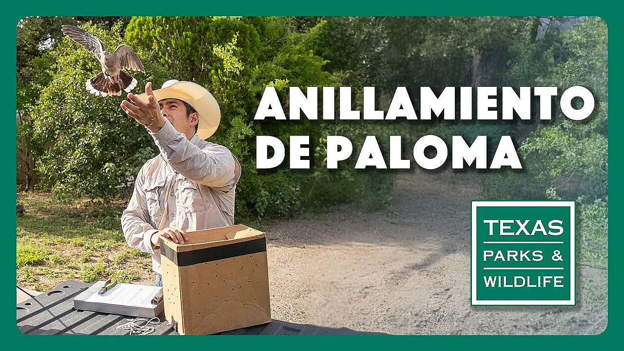 Tpwd: Anillamiento De Paloma
