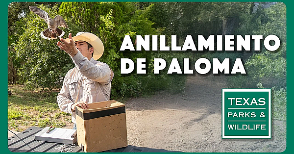 Tpwd: Anillamiento De Paloma