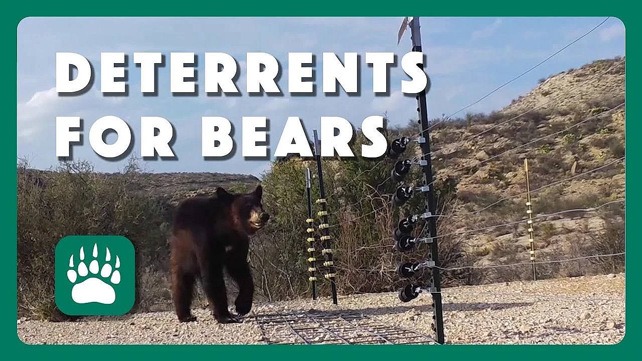The Bear Deterrent Project
