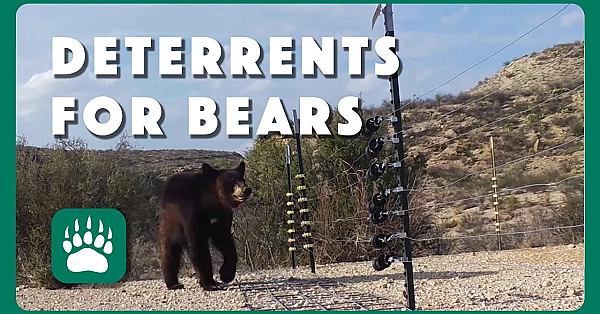 The Bear Deterrent Project