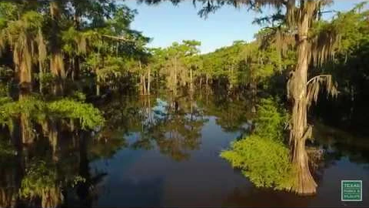 Caddo Lake Colors - Postcard From Texas