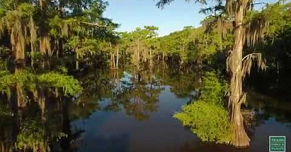 Caddo Lake Colors - Postcard From Texas