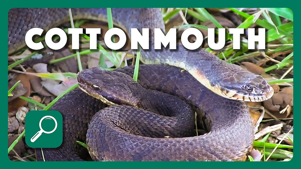 Cottonmouth Identification