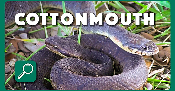 Cottonmouth Identification