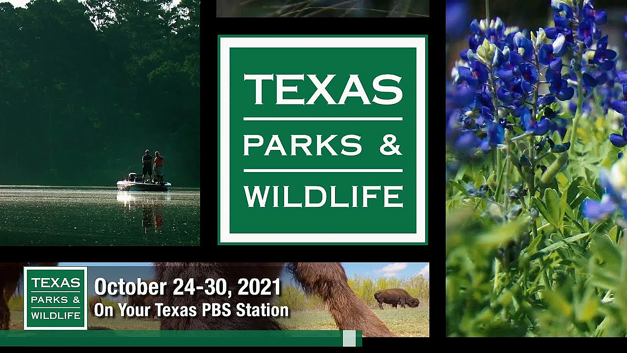 Pbs Preview - Starry Skies, Brushy Creek, Spooky Wildlife - #3003
