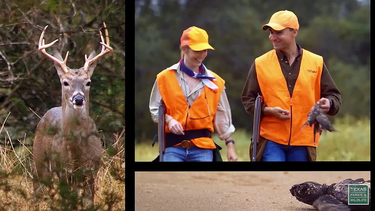 Texas Parks And Wildlife Live Stream