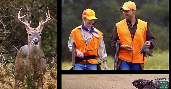 Texas Parks And Wildlife Live Stream