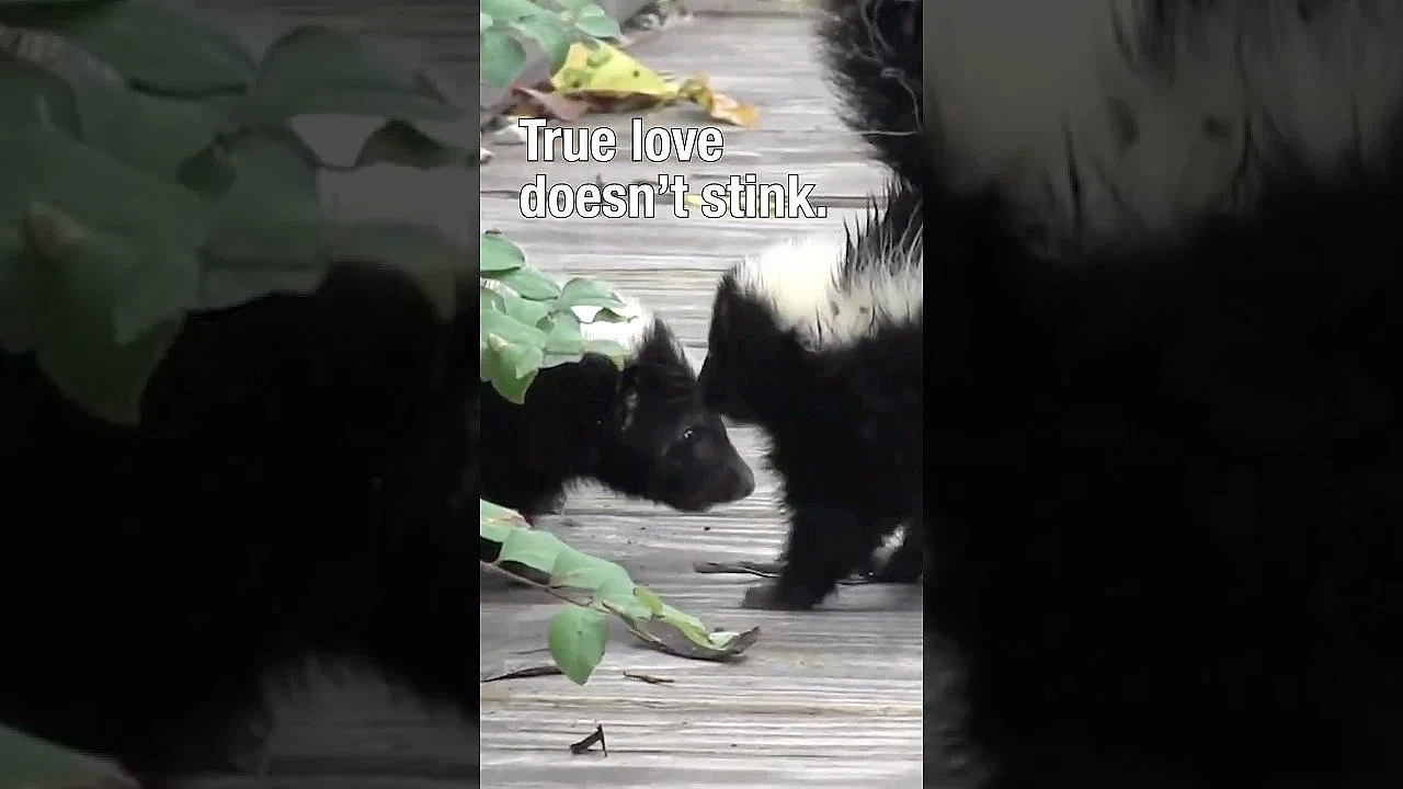 Skunk Mating Season #skunks