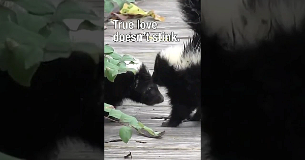 Skunk Mating Season #skunks