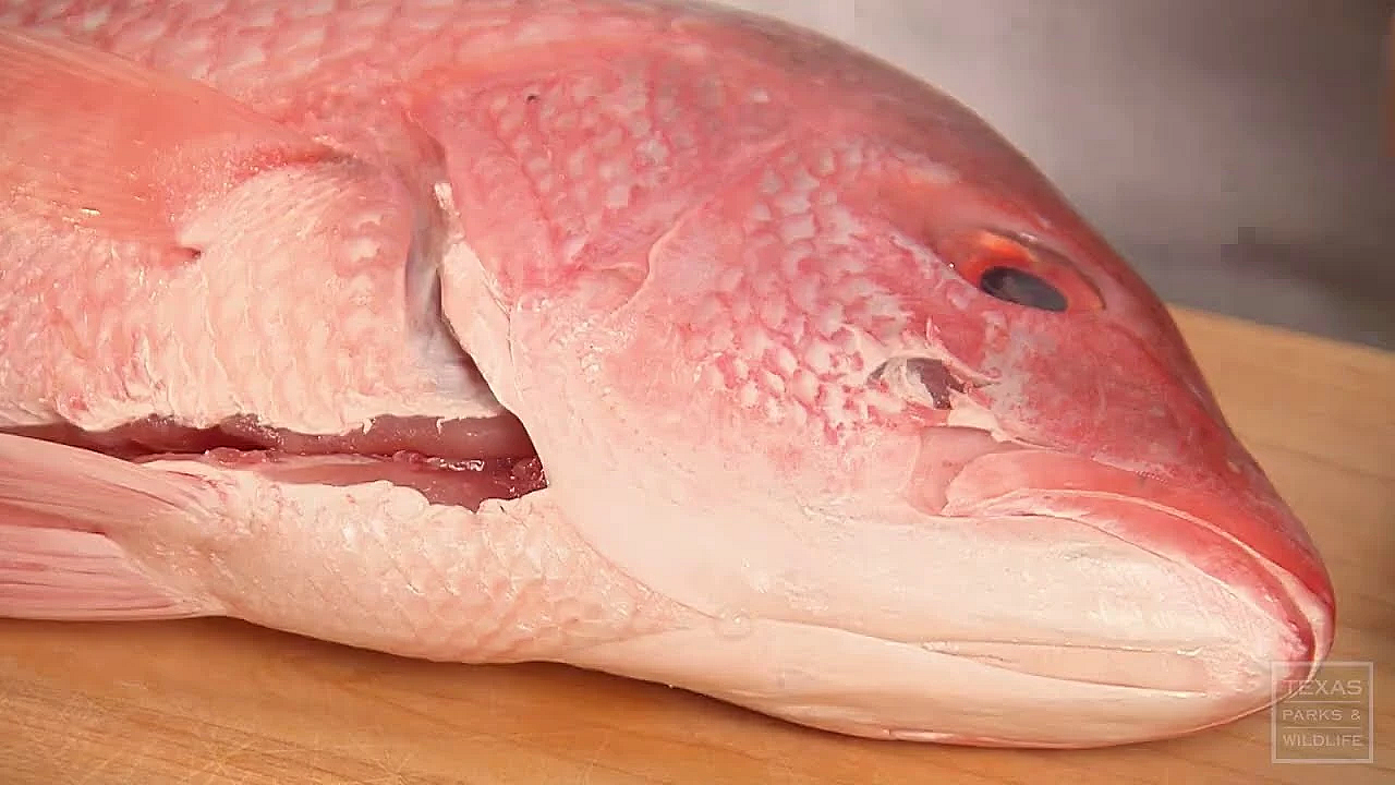 Red Snapper Ceviche - Wild Game Cooking - Texas Parks &amp; Wildlife [official]