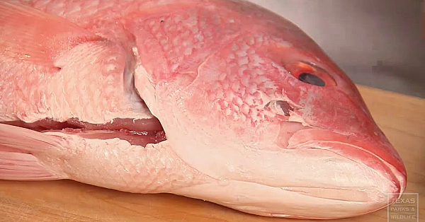 Red Snapper Ceviche - Wild Game Cooking - Texas Parks &amp; Wildlife [official]