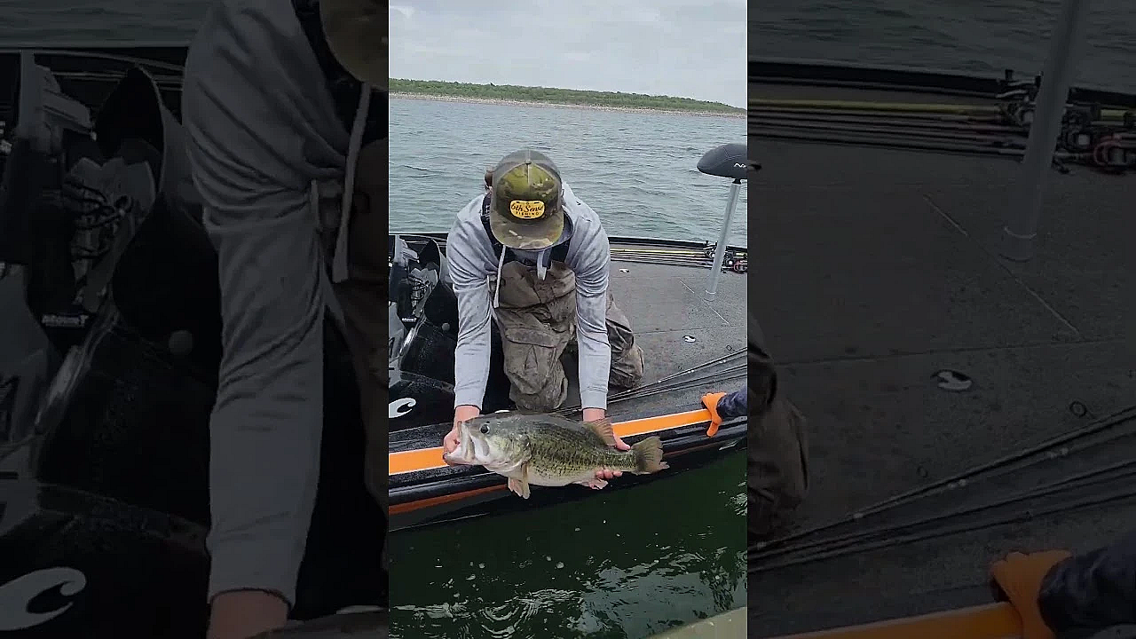 Why So Many Sharelunkers In O.h. Ivie?