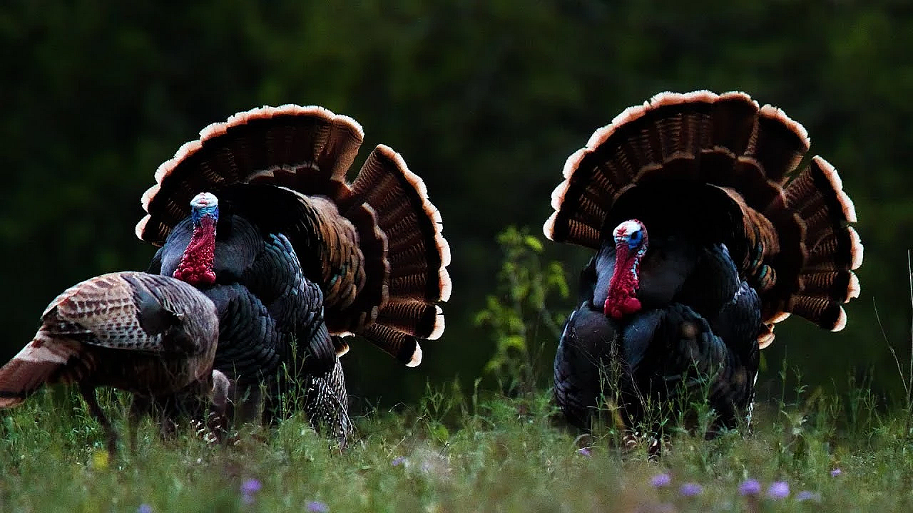 Pbs Show- Seed Collectors, Wuest Ranch &amp; Sparrow Searchers