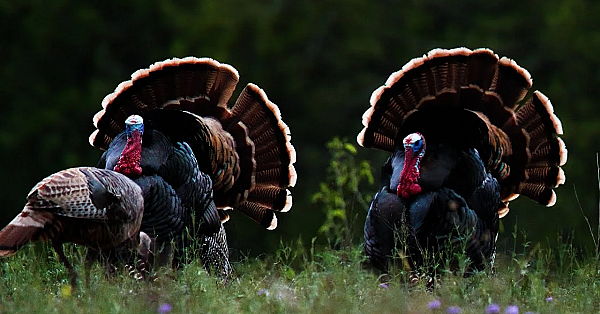 Pbs Show- Seed Collectors, Wuest Ranch &amp; Sparrow Searchers