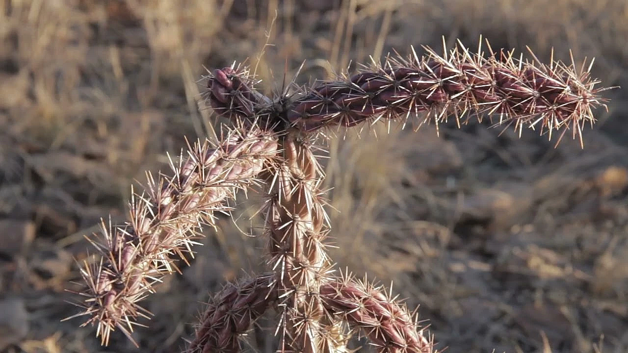 Postcard From Texas: The Davis Mountains