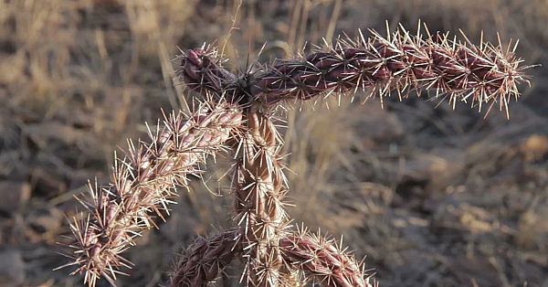 Postcard From Texas: The Davis Mountains