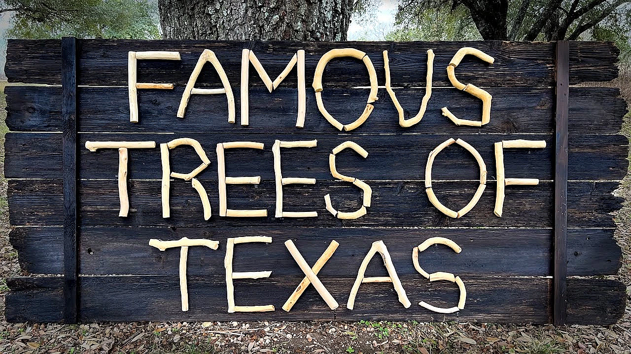 Famous Trees Of Texas State Parks