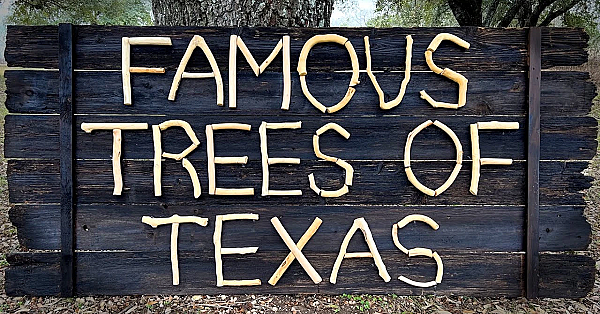 Famous Trees Of Texas State Parks
