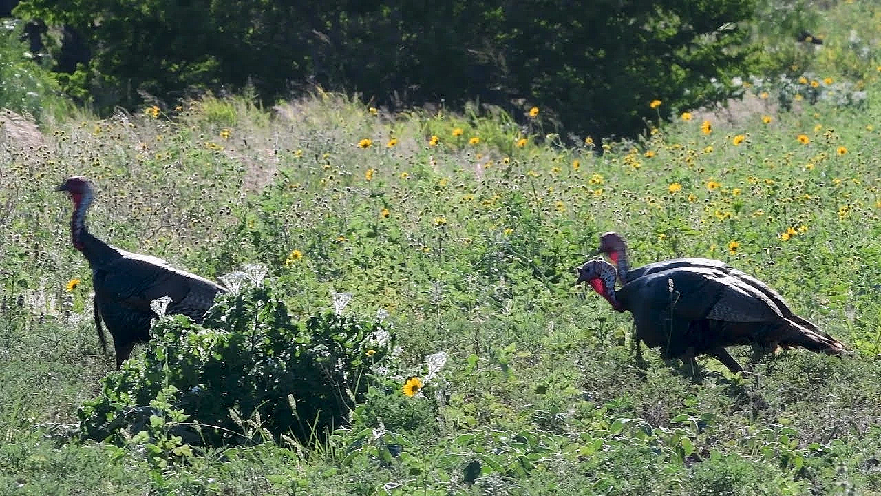 Pbs Show - Turkey Work, Turkey Calls, Turkey Talk, #2706