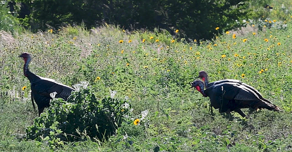 Pbs Show - Turkey Work, Turkey Calls, Turkey Talk, #2706