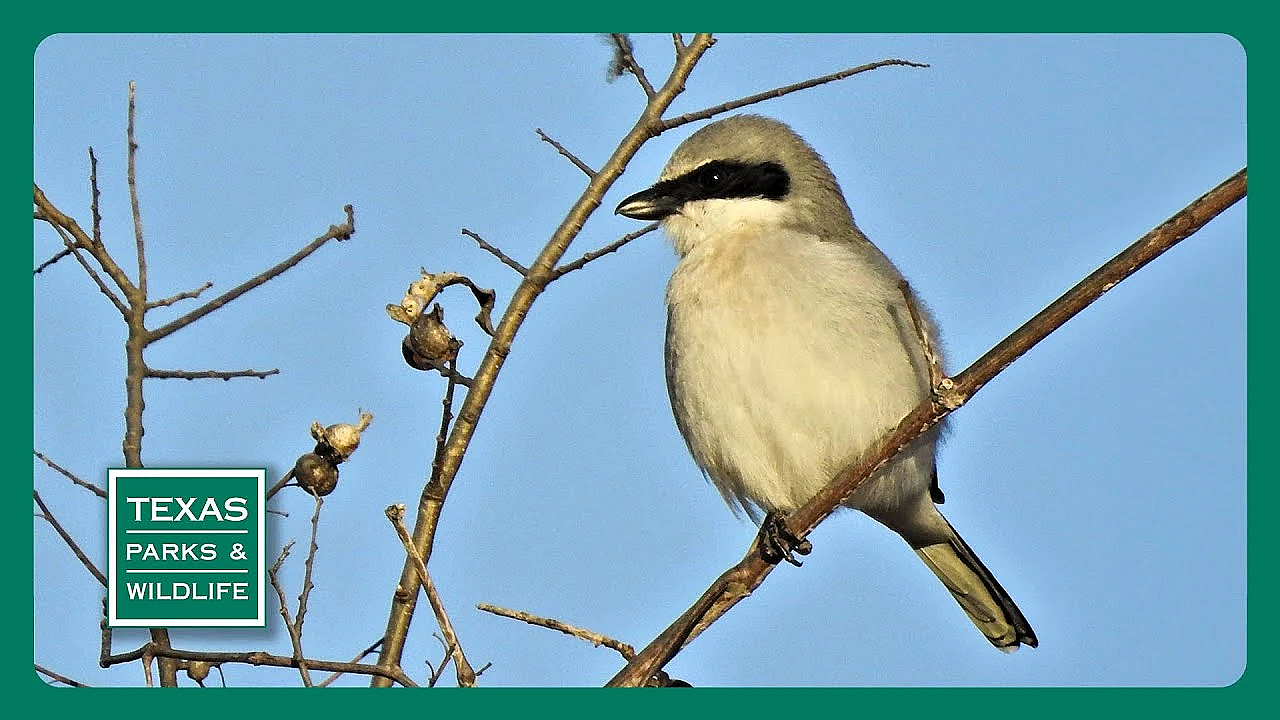 Pbs Trailer - Lights Out For Birds, Goose Island, &amp; Building A Park